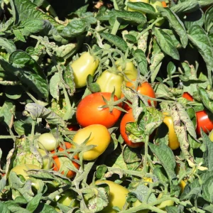 tomaten schaedlinge schaedlinge im garten bekaempfen