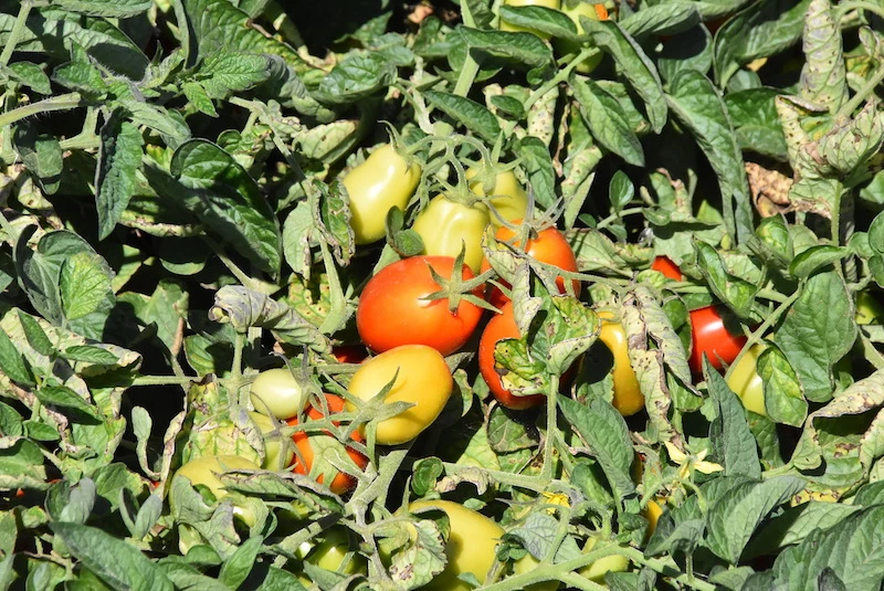 tomaten schaedlinge schaedlinge im garten bekaempfen