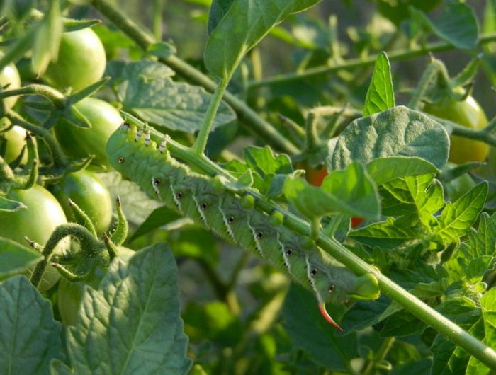 tomaten schädlinge natürlich bekämpfen