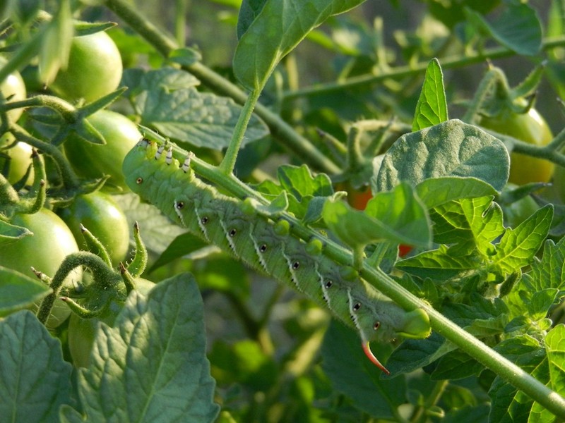 tomaten schädlinge natürlich bekämpfen