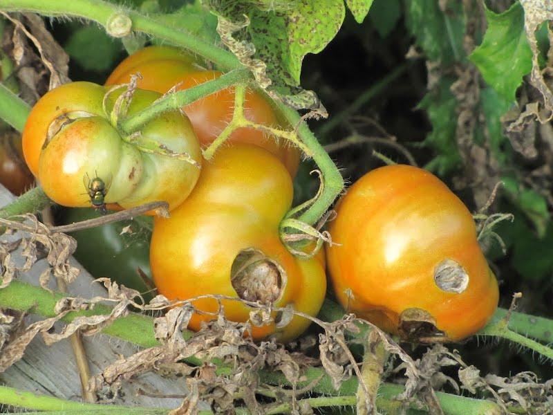tomaten schädlingen erkennen und bekaempfen