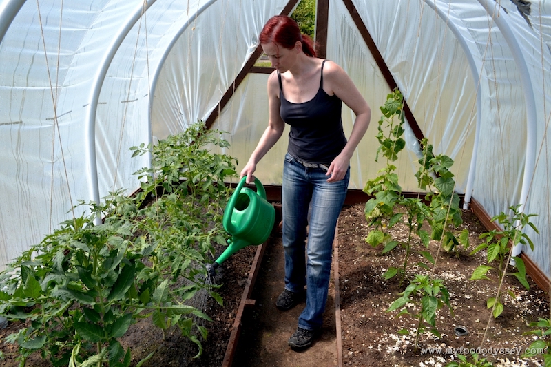 tomaten wasserbedarf wie viel wasser brauchen tomaten im gewächshaus