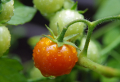 Tomaten gießen: Expertentipps auch für Hobbygärtner/innen