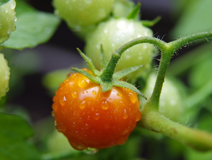 tomatenpflanzen richtig wässern gießen von tomaten