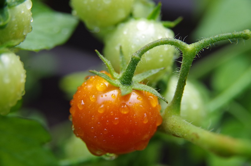 tomatenpflanzen richtig wässern gießen von tomaten