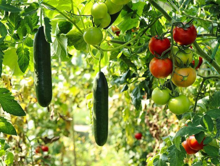 tomatenpflanzen schneiden tipps und tricks für die reiche ernte