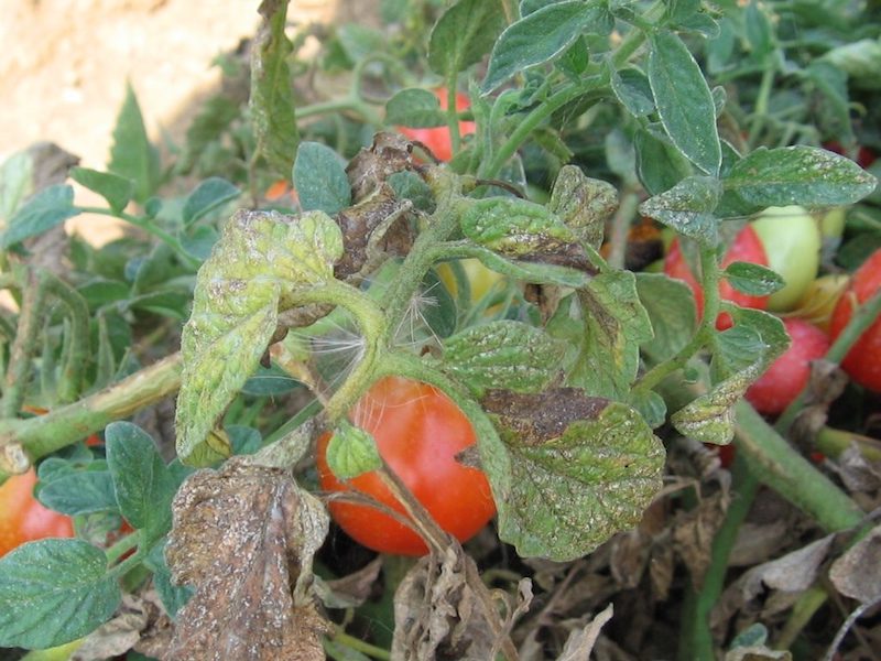tomattenmilbe schaedlinge an tomatten