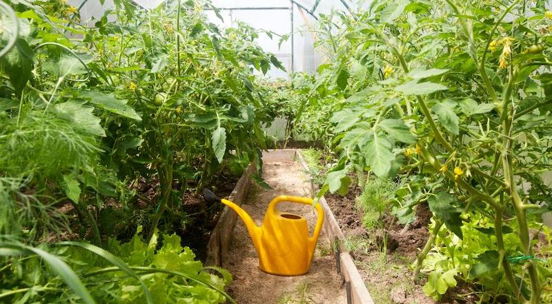 ursachen und loesung fuer gelbe blaetter an tomaten