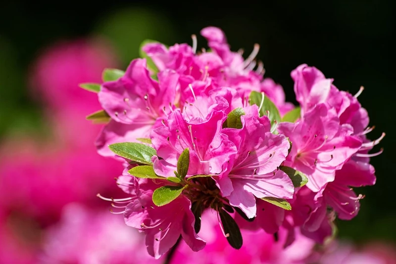 wann kann ich rhododendron umpflanzen