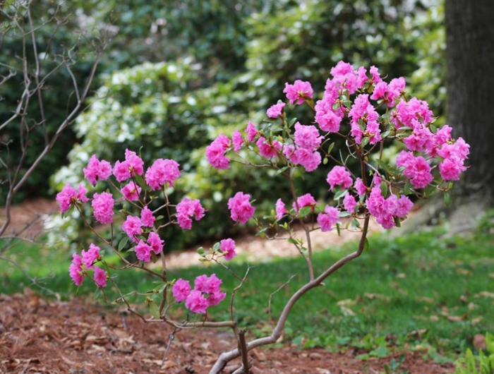 wann kann man rhododendron schneiden naue blueten fruehling strauch