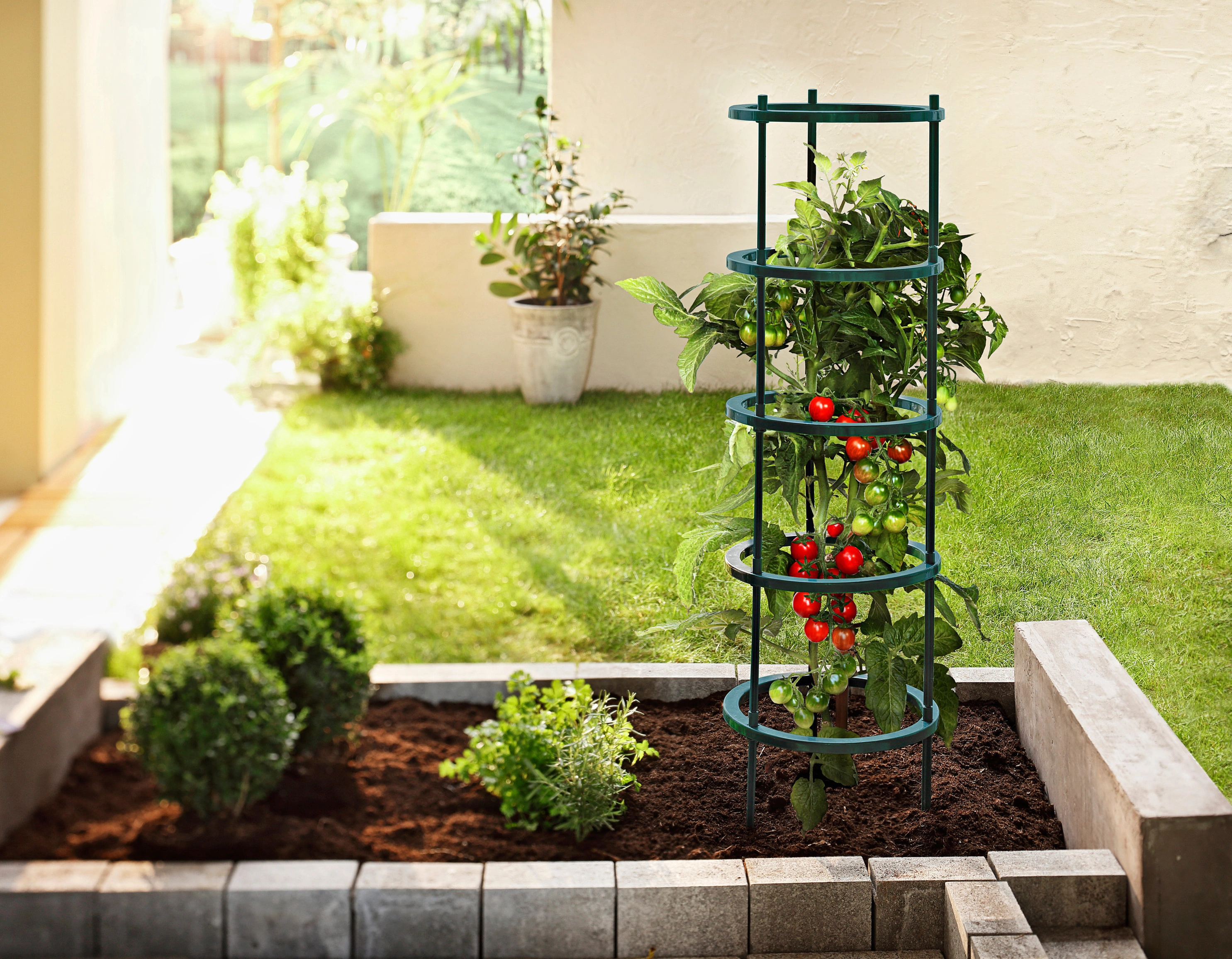 wann muss man tomaten fest binden tomaten anbinden im beet rankhilfe turm aus stahl