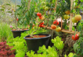 Tomaten düngen im Juni 2022: Womit können Sie Tomaten füttern, um eine reiche Ernte zu erzielen?