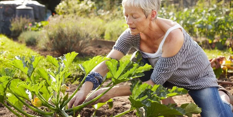 warum faulen zucchini an der pflanze ältere dame im garten