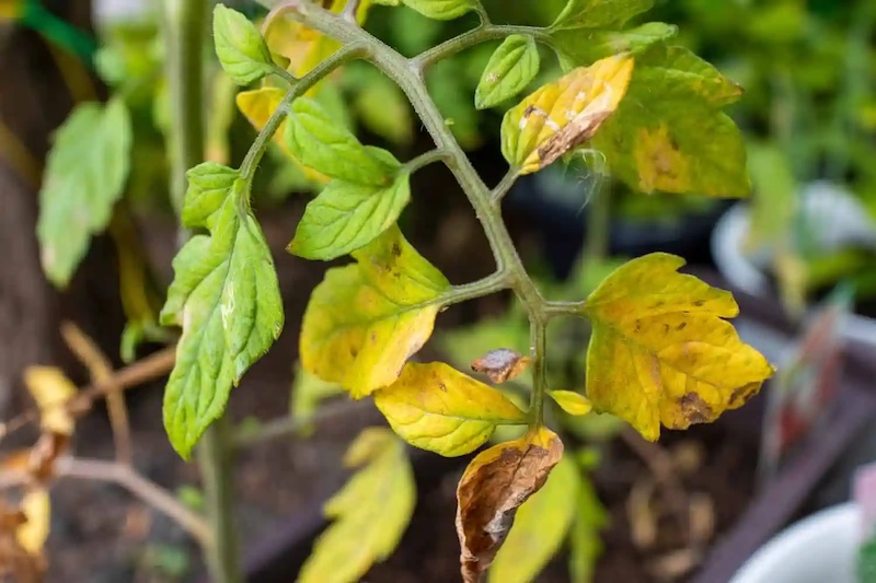 warum haben tomaten gelbe flecken