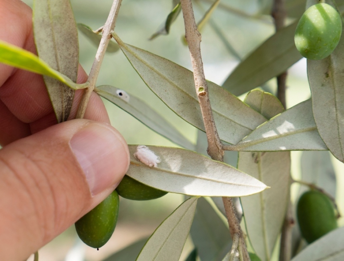 was tun wenn der olivenbaum gelbe blaetter bekommt olivenbaum mit wolllaeuse