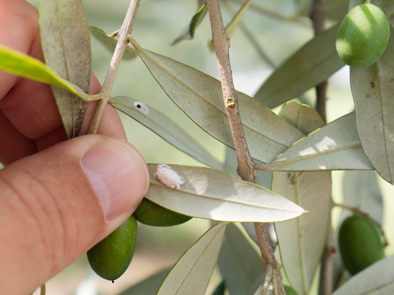 was tun wenn der olivenbaum gelbe blaetter bekommt olivenbaum mit wolllaeuse