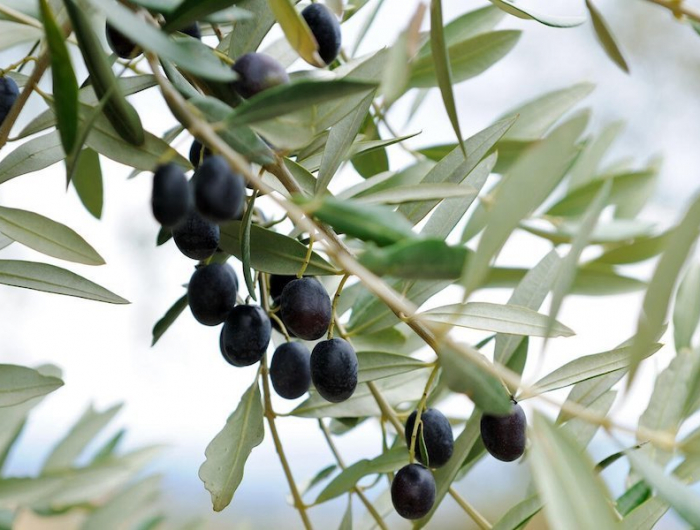 was tun wenn der olivenbaum gelbe blaetter kann ein olivenbaum trocknen gruener olivenbaum mit schwarzen oliven