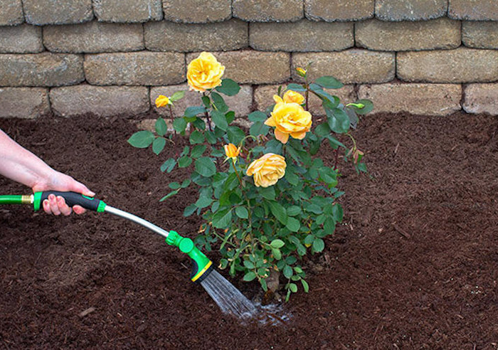 watering care for roses in summer