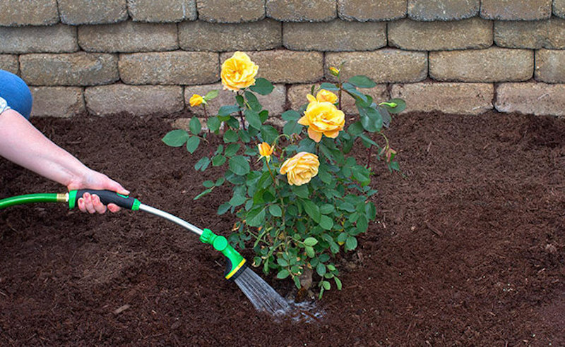 watering care for roses in summer