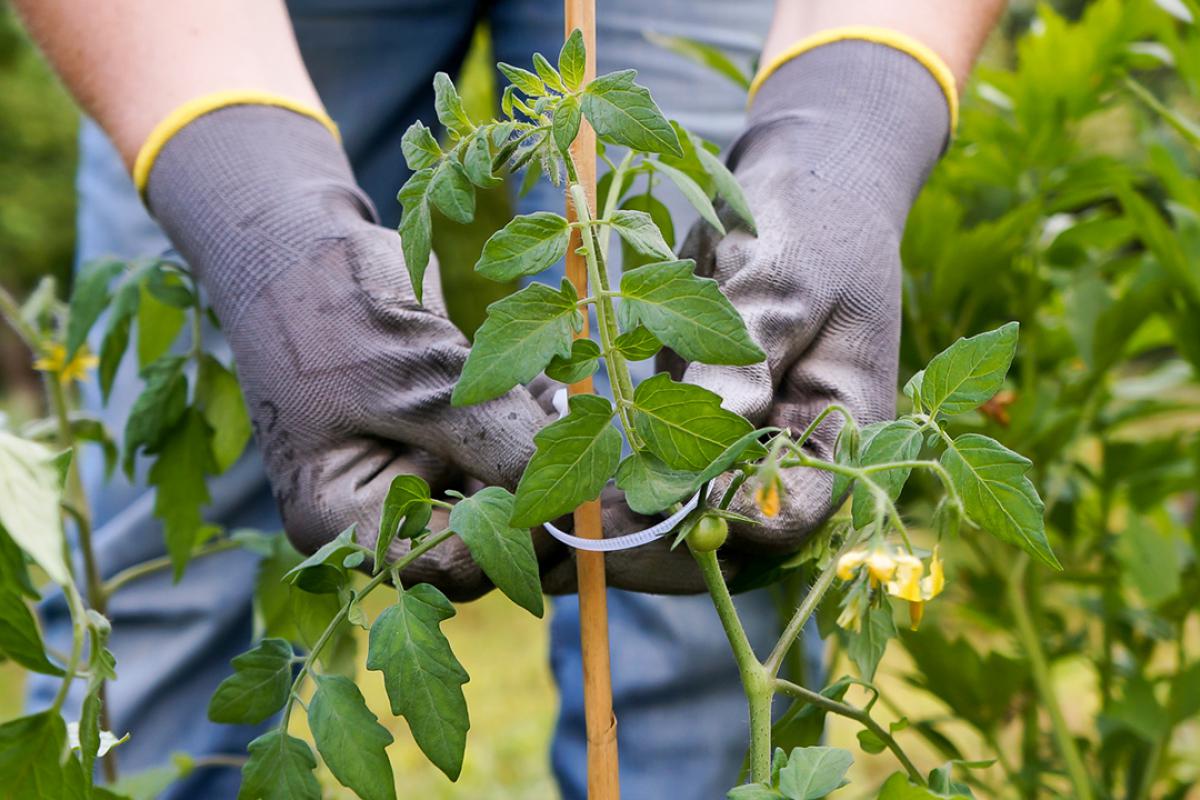 welche rankhilfe fuer tomaten anbinden kann man tomaten stuetzen tomaten mit kabelbinder