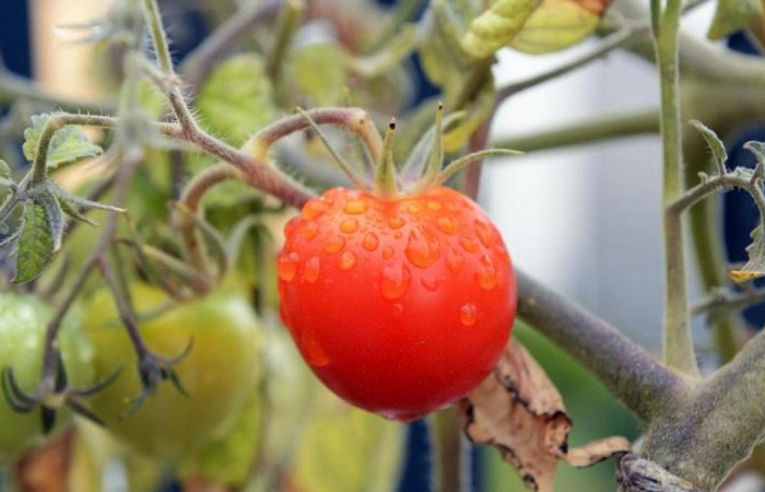welche rankhilfe fuer tomaten kann man tomaten stuetzen rote tomate von nah