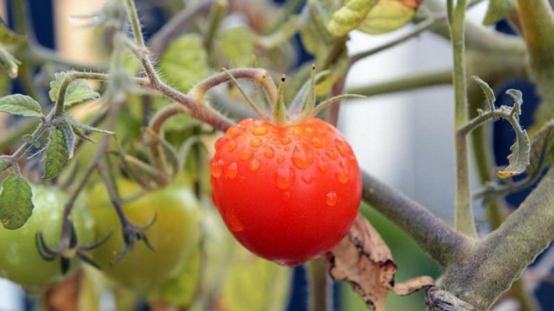 welche rankhilfe fuer tomaten kann man tomaten stuetzen rote tomate von nah