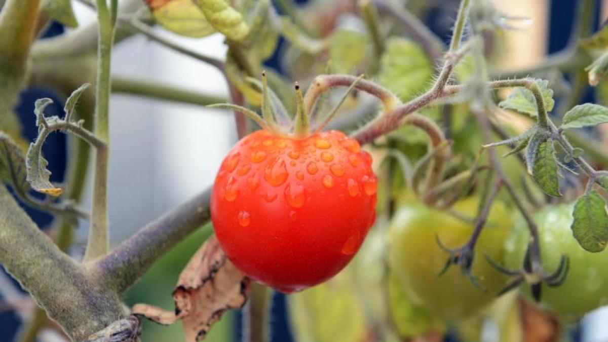 welche rankhilfe fuer tomaten kann man tomaten stuetzen rote tomate von nah