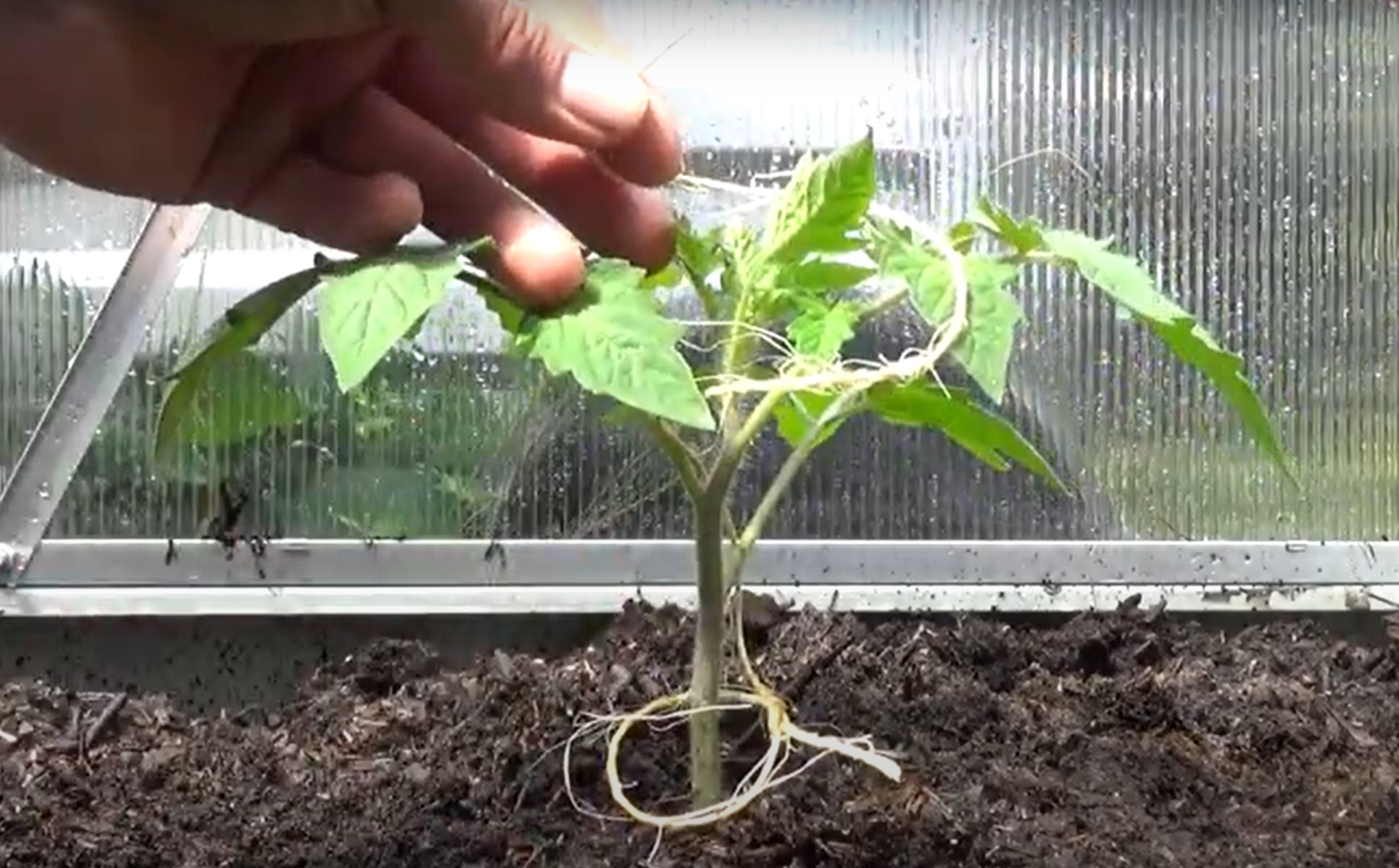 welche rankhilfe fuer tomaten wie tomaten richtig hochbinden kleine tomate mit schnur anbinden