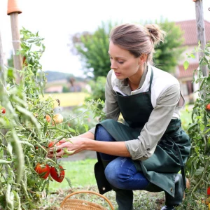 wie geht ausgeizen bei tomaten