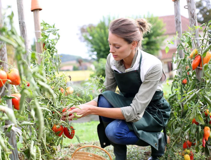 wie geht ausgeizen bei tomaten