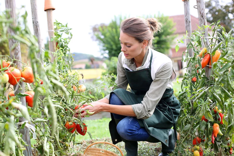 wie geht ausgeizen bei tomaten