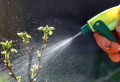 Hilft Rapsöl gegen Blattläuse? Schritt-für-Schritt-Anleitung: Wie können Sie ein Spray ohne Chemikalien herstellen?