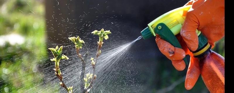 wie koennen sie einfach rapsoel gegn blattlaeuse verwenden