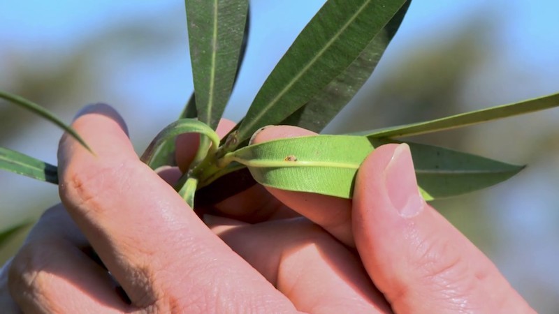 wie sieht ein kranker olivenbaum aus bedeutung olivenbaum gelbe blaetter gruene blaetter olivenbaum insekten