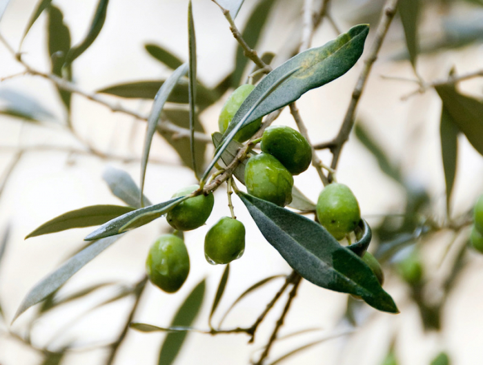 wie sieht ein kranket olivenbaum aus olivenbaum gelbe blaetter und braune flecken olivenbaum mit gruenen oliven