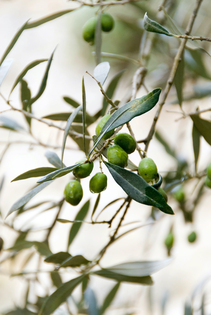 wie sieht ein kranket olivenbaum aus olivenbaum gelbe blaetter und braune flecken olivenbaum mit gruenen oliven