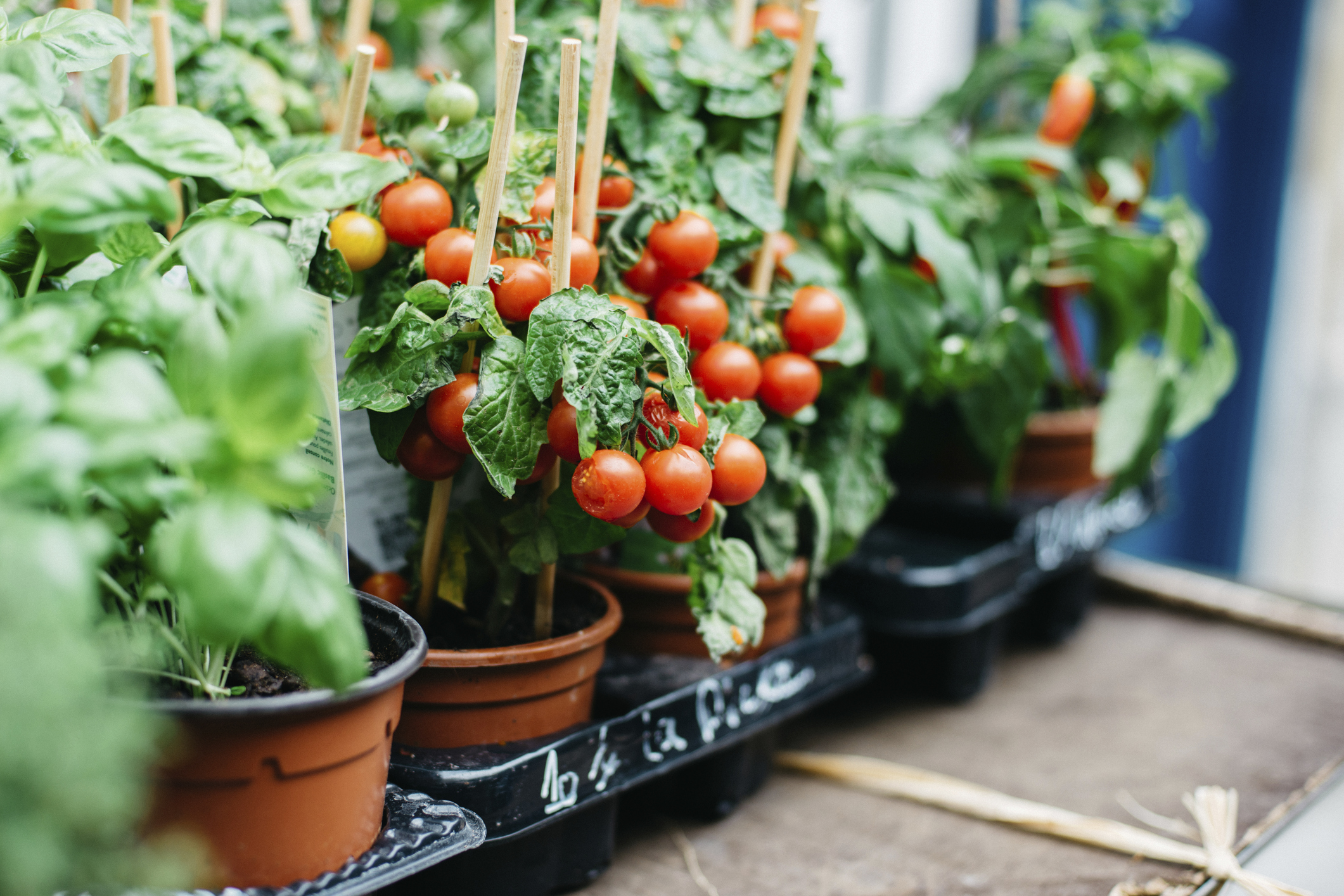 cherry tomato growing in a pot at street market for sale