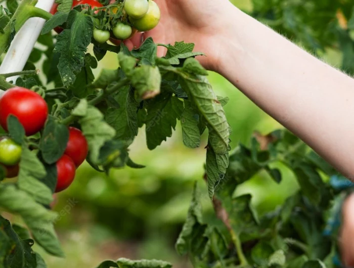 woman harvesting tomatoes garden 79405 6899