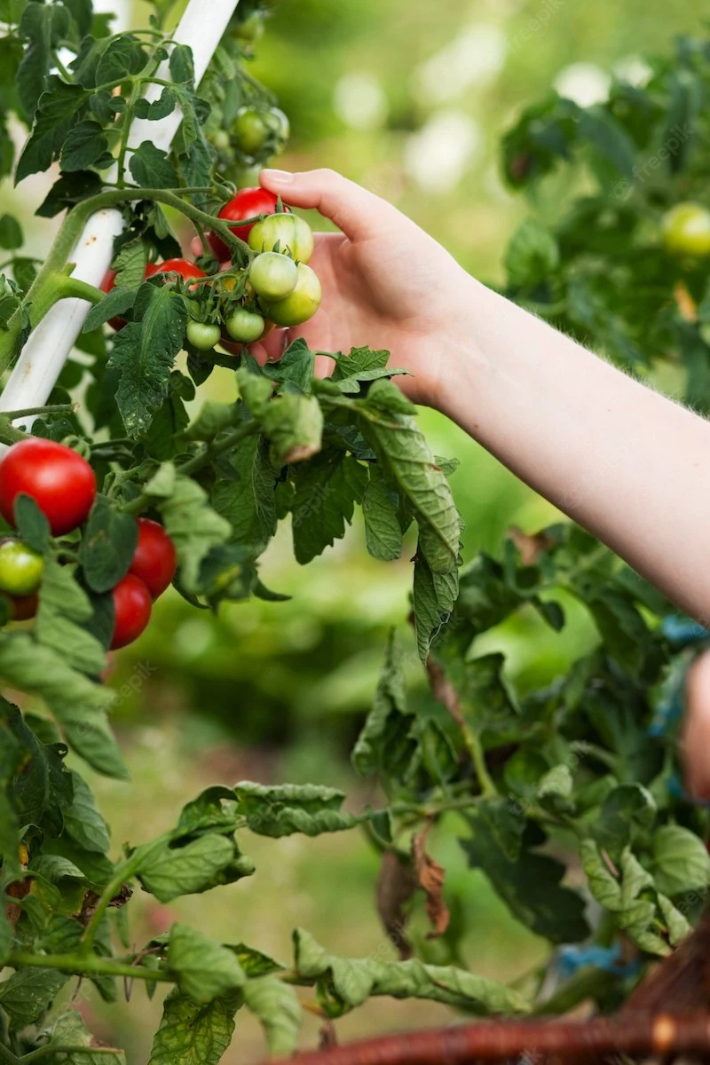 woman harvesting tomatoes garden 79405 6899