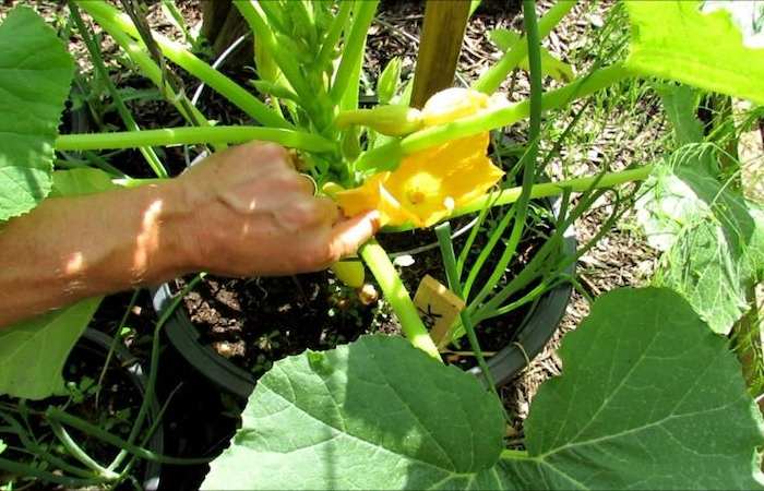 zucchini weibliche und männliche pflanzen