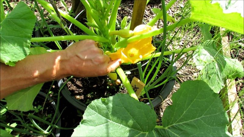 zucchini weibliche und männliche pflanzen