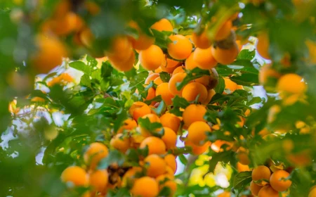 0 aprikosen aus kernen ziehen hilfreiche tipps und infos