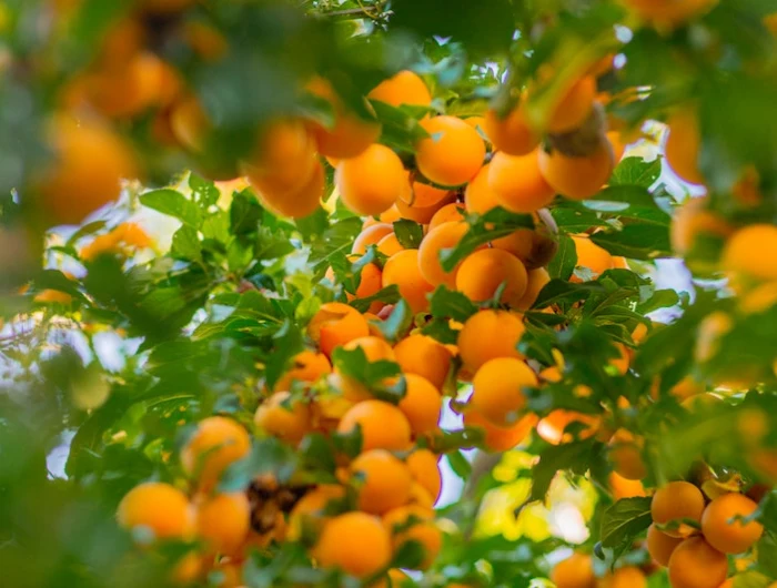 0 aprikosen aus kernen ziehen hilfreiche tipps und infos