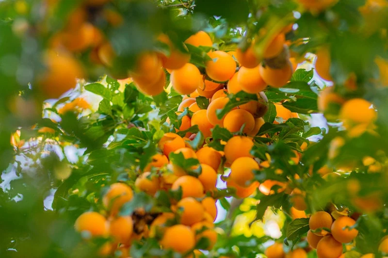 0 aprikosen aus kernen ziehen hilfreiche tipps und infos