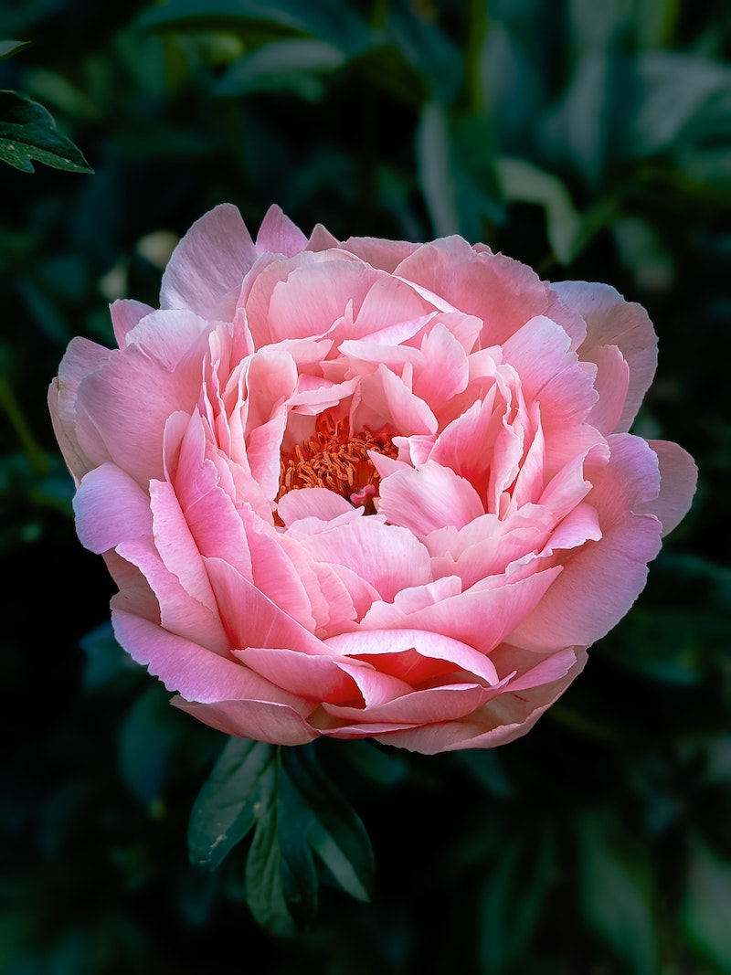 1 schoene pinke blume pfingstrosen im garten scheniden infos