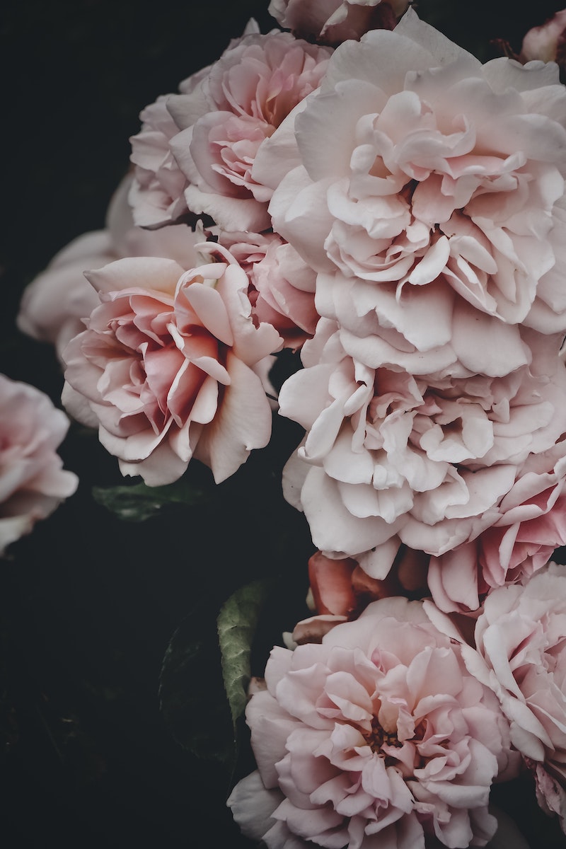 4 blumen im garten pflege pfingstrosen in der vase schneiden