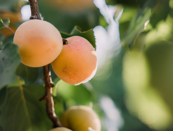 4 garten fruechte aprikosen aus kernen ziehen infos