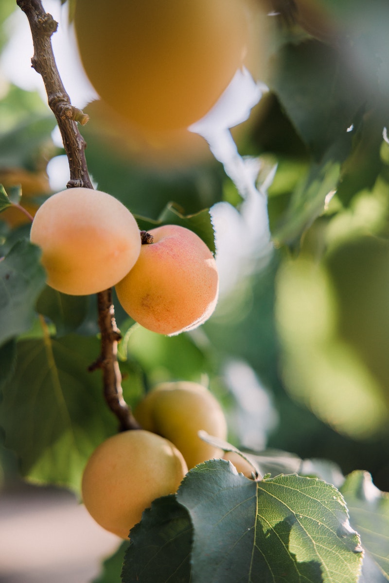 4 garten fruechte aprikosen aus kernen ziehen infos