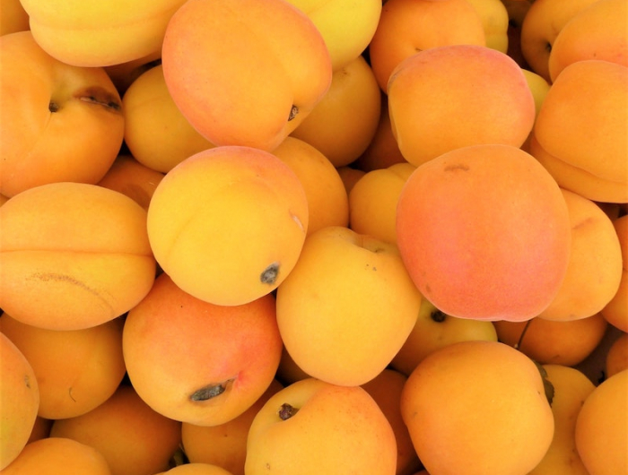 6 gartengestaltung obst aprikosenbaum pflanzen hilfreiche tipps