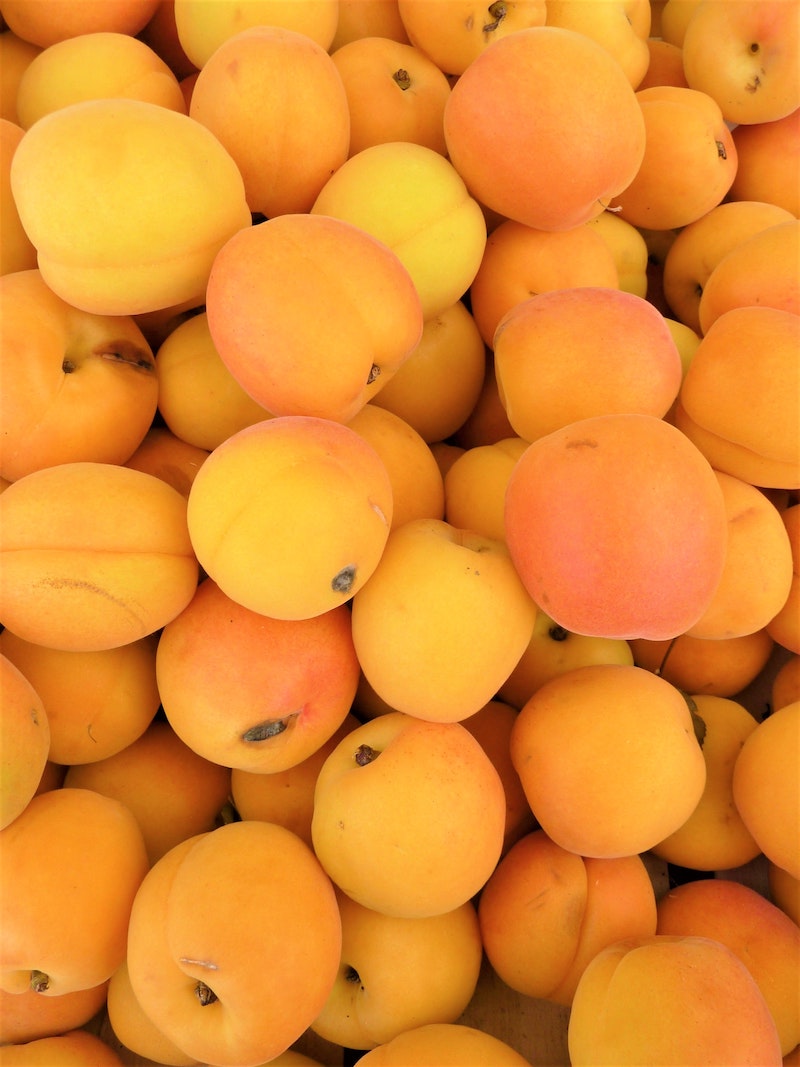 6 gartengestaltung obst aprikosenbaum pflanzen hilfreiche tipps